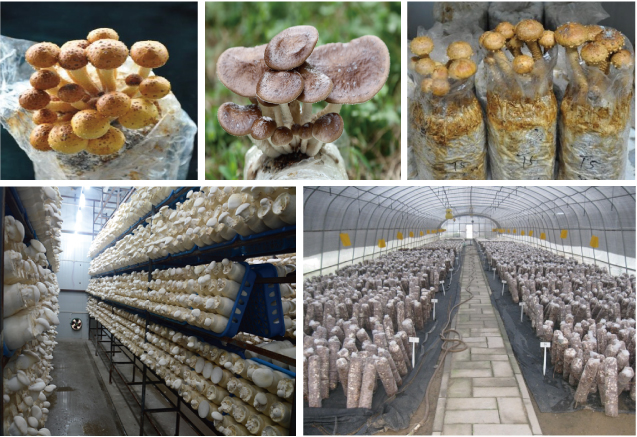 现代农业产业技术体系北京市食用菌创新团队